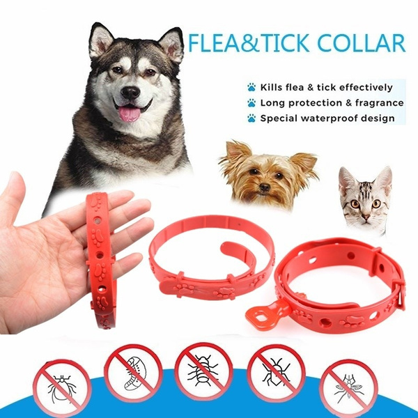 How Does a Dog Flea Collar Work?